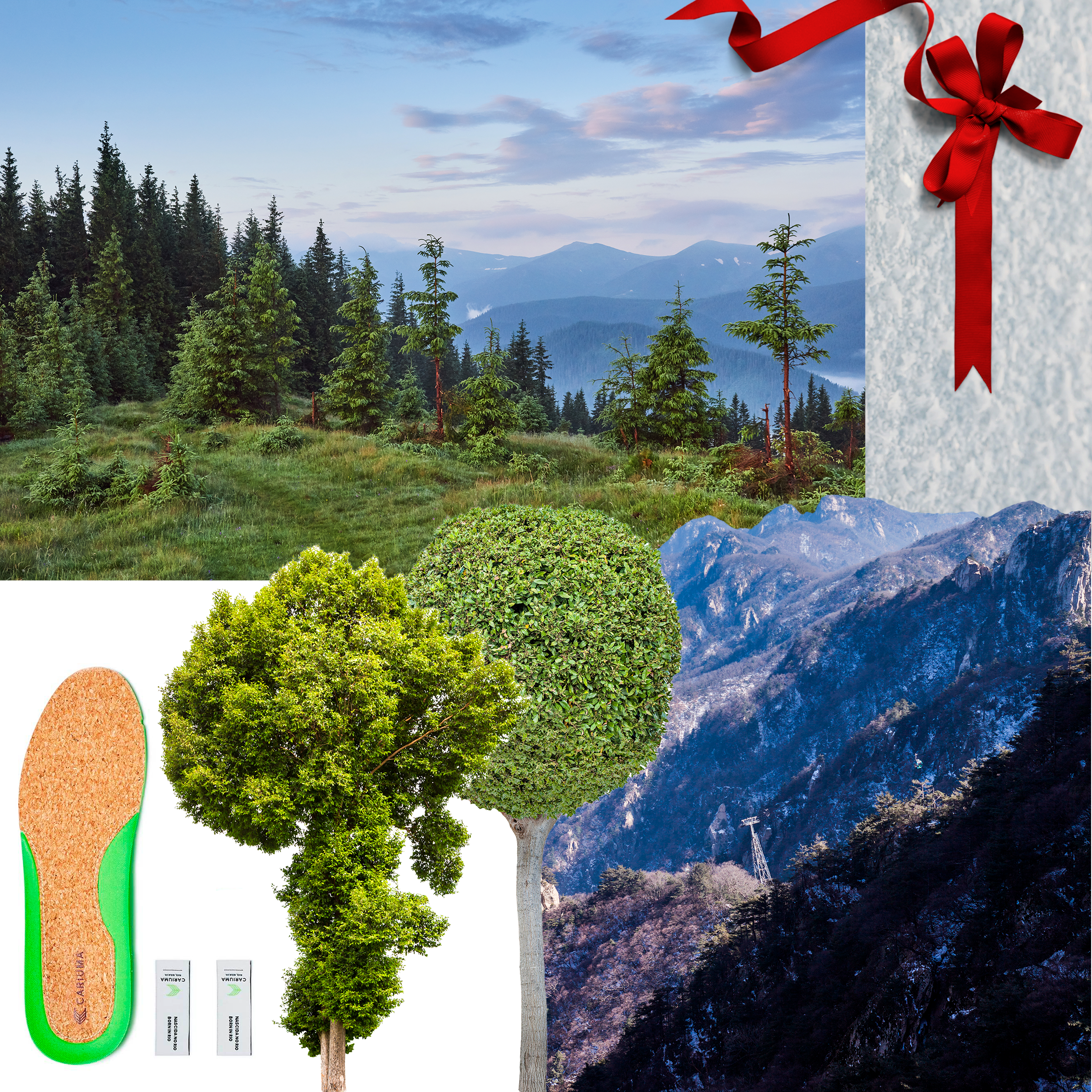 photo collage of trees, landscape and shoe insole